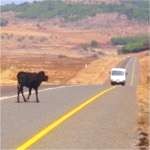 Cow on road